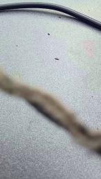 Aus_Schlema webcam model stream image