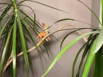 aronyou_win webcam chaturbate model stream image