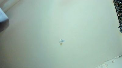 SinthiaCollins webcam cam4 model stream image