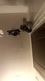 SexyB214 webcam model stream image