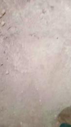 osopajas2 webcam model stream image