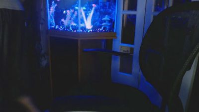 Latinlover513 webcam model stream image