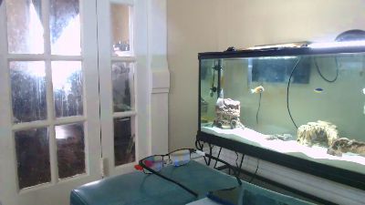 Latinlover513 webcam model stream image