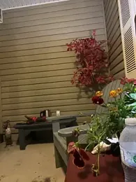 Countrypnp13 webcam model stream image