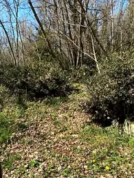 petrouchkaaa_ webcam stripchat model stream image