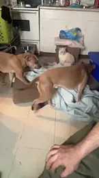 KBONE36 webcam model stream image