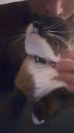 HairyFrenchcock webcam model stream image