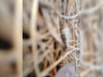 Adelaideskyy webcam model stream image