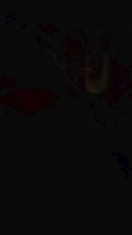 Seba22bb webcam model stream image