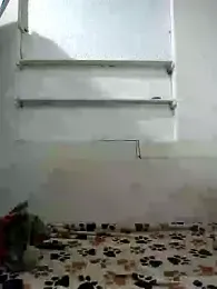 Cameron_puppy webcam model stream image