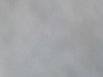 Sunflower- webcam model stream image