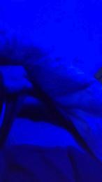 FrancoItaliano webcam model stream image