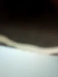 Virgin_Pussy_Love webcam stripchat model stream image