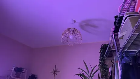 _vixenp webcam stripchat model stream image