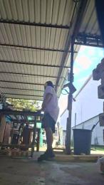 Morenogatorj99 webcam model stream image