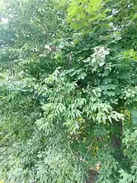 QcMisterv13 webcam model stream image