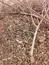 xmanraavan webcam model stream image