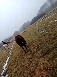 Tortuga95PL webcam stripchat model stream image