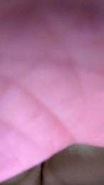 alolocolosdos webcam model stream image