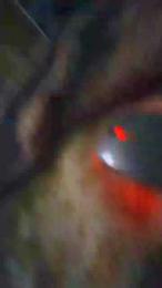 Assbreaker500 webcam model stream image