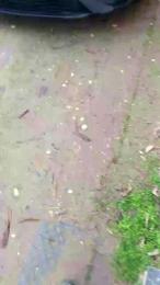 luxxuriax webcam model stream image