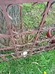 Cuervo_maniaco webcam stripchat model stream image