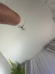 CaseyCumFace webcam stripchat model stream image