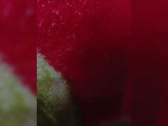 Yna-and-Yn webcam model stream image