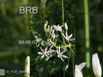 A-Huli bongacams stream image, 11.08.2025 10:20