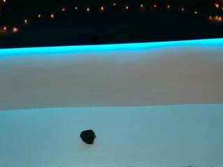 Francheska Hansen flirt4free stream image, 20.08.2025 23:00