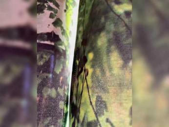 -fatal- bongacams stream image