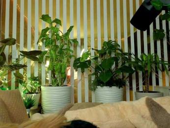 FlowwwerGirl bongacams stream image