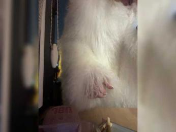 Tvoyasamka77 bongacams stream image, 21.12.2025 17:40