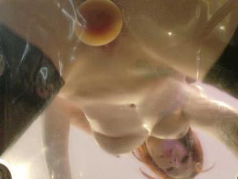 Midnightrose11 bongacams stream image