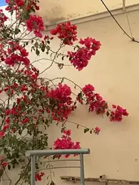 Gipsyboysteve stripchat stream image