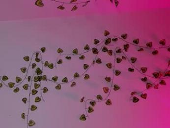 ladytrep chaturbate stream image