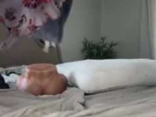 essenceblaque camsoda stream image